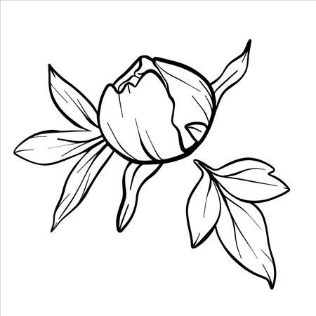 Vector peony bud and leaf. Line drawing of flower bud in black and white style. Graphic botanical illustration of flower sketch drawn with black ink. Floral line art hand drawnのイラスト素材