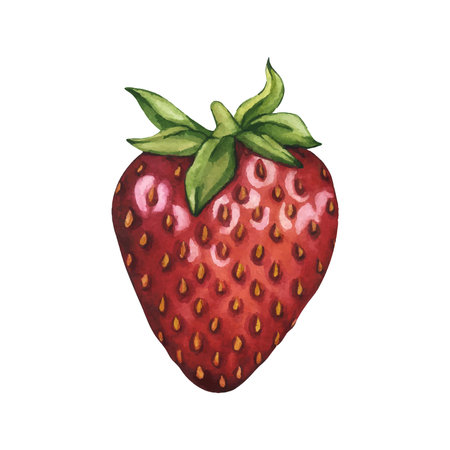 Bright and juicy strawberries isolated on white background. Vector. Watercolor illustration of ripe red berry hand painted. Strawberry isolated. Summer Clipart for tea, jam or natural cosmetics labelのイラスト素材