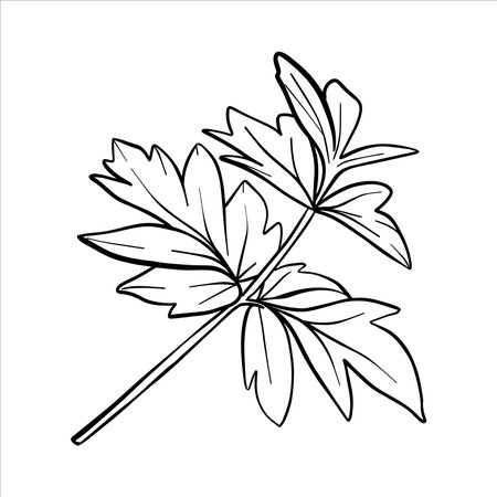 Vector peony leaf. Line drawing of flower foliage in black and white style. Graphic botanical illustration of flower sketch drawn with black ink. Leaves line art hand drawnのイラスト素材