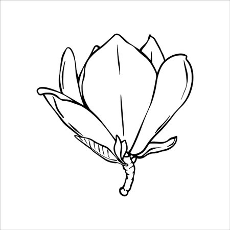 Magnolia flower line art. Hand drawn vector flowers in sketch style. Spring magnolia flowers isolated. Vector Line art illustration of a magnolia flower. Botanical sketch painted by black inksのイラスト素材