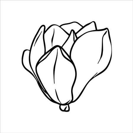 Magnolia flower line art. Hand drawn vector flowers in sketch style. Spring magnolia flowers isolated. Vector Line art illustration of a magnolia flower. Botanical sketch painted by black inksのイラスト素材