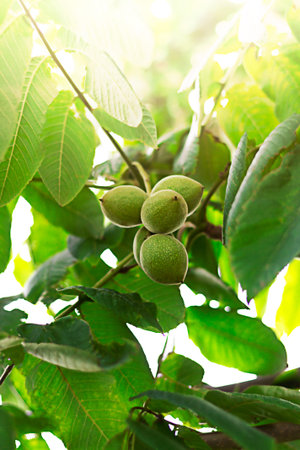 fruit on tree, manchurian nut, summer garden