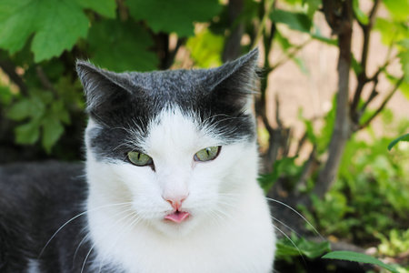 White-gray cat in the grass, close-up, pet