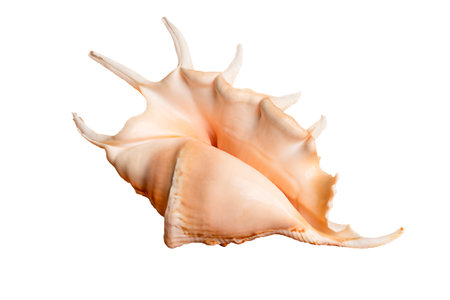 seashell isolated on white background