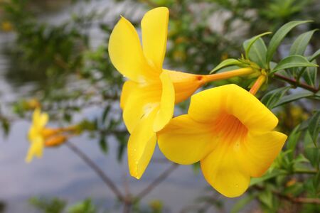 water drop on macro Yellow flower and water reflectionの写真素材