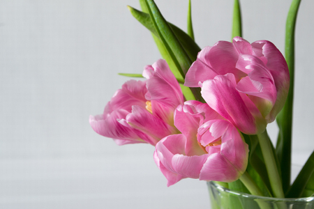 Fresh pink tulip flowers bouquet in a glass jar on white backgroundの写真素材