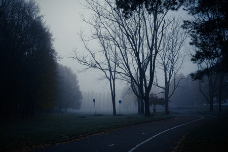 Mystic autumn morning fog in the park. Dark trunks of plants. Low visibility due to hazeの写真素材