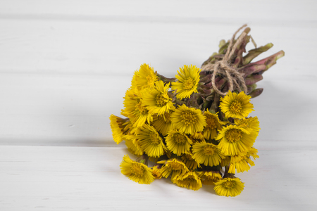 Bouquet  Colts Foot or Tussilago on a white backgroundの写真素材