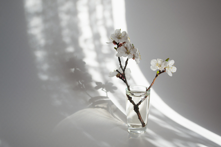 Twig in bloom in a glass vase.Morning sunlight. White backgroundの写真素材