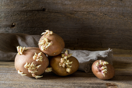 Old potato bulbs with young sprouts on a wooden table ready for plantingの写真素材