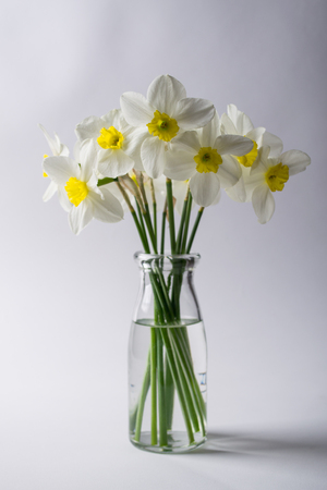 White narcissus in a glass vase. Spring Flower in minimalisticの写真素材