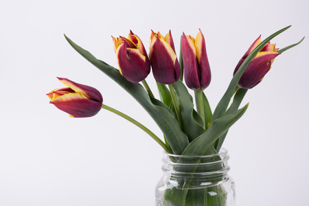 Spring still life with red tulips isolated on white backgroundの写真素材
