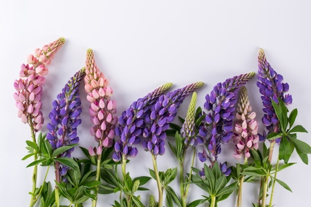 Lilac and rose Lupine flower on a white background. Summer flower patternの写真素材
