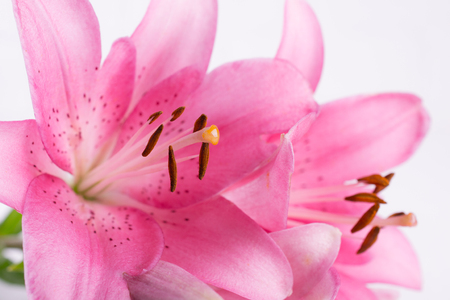 Stamen and pistil of pink flower lilies close up. Abstract Nature background.の写真素材