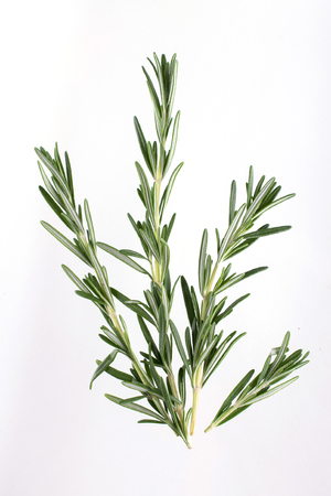 Fresh garden  rosemary plants isolated on white backgroundの写真素材