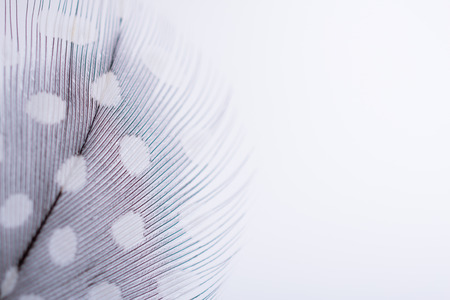 Background for design with soft colorfull feathers with space for textの写真素材