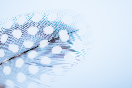 Feather texture  soft background for design with space for textの写真素材