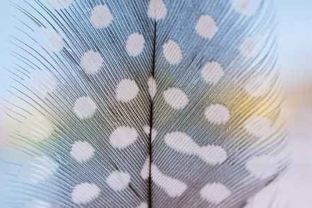 Feather texture  soft background for design with space for textの写真素材