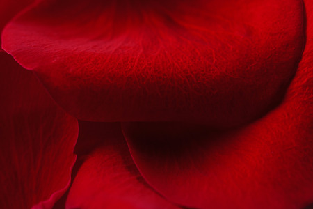 Beautiful petals velvet red rose flower close up. Flower macro backgroundの写真素材