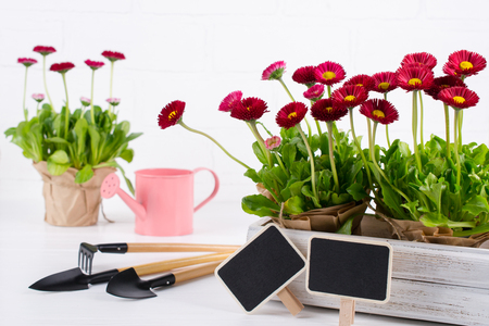 Spring Garden Works Concept. Gardening tools, flowers in pots and watering can on white table.の写真素材
