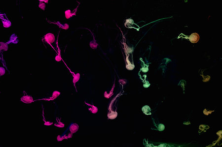 Background of a glowing color jellyfish slowly floating in the dark blue aquarium water.
