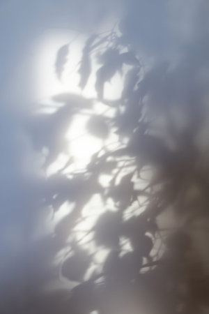 Abstract Shadow. blurred background. reflection of gray leaves  on a white wall. monochrome...