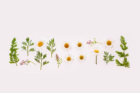 Flat lay composition with herbs and chamomiles on whiteの写真素材