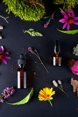 Forest border backdrop. Concept for natural eco organic bio cosmetic beauty product flat lay, top viewの写真素材
