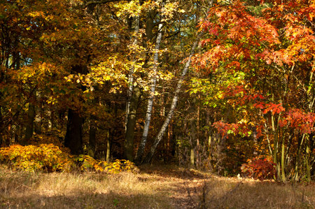 Autumn Forestの写真素材