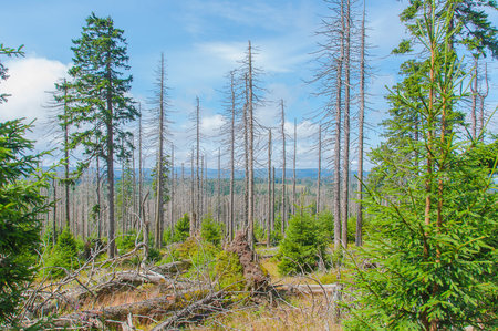 Old dry forest on a clear blue sky background.