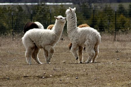 alfalpaの写真素材