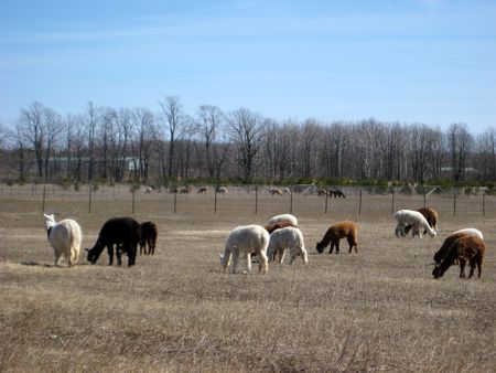 Alfalpaの写真素材