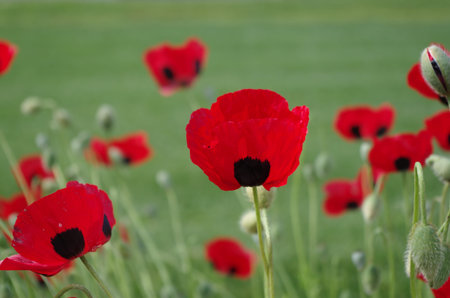 Red poppy 'Ladybird' flower field at sunny daytime.
