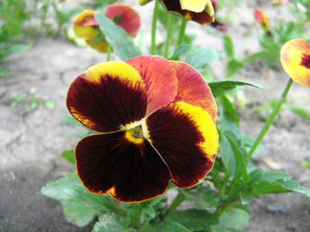 flower violaの写真素材