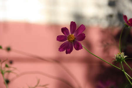 flower Cosmosの写真素材