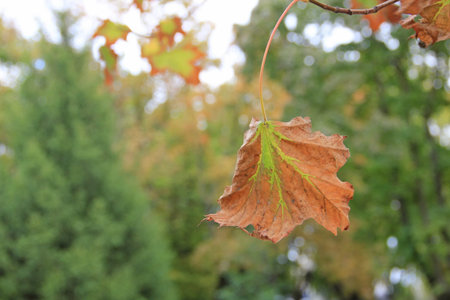 autumn leaf