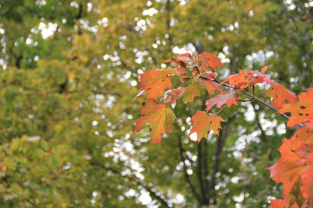 Autumn red maple leaves