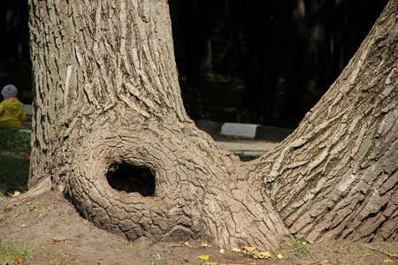 the trunk of an old tree with a hollowの写真素材