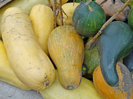long gourd in the garden