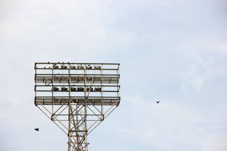 Stadium spotlights and birdsの写真素材
