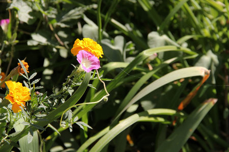 yellow flowers marigolds and morning glory on the flowerbed