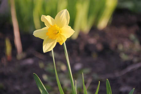 Yellow Narcissus flower in springの写真素材