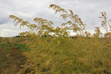 Field plants in the fallの写真素材