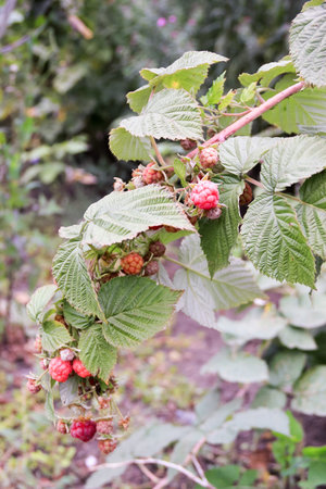 Red ripe raspberry fruit on the green branches