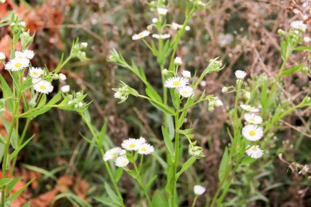 Flowering white field of daisies in the summer