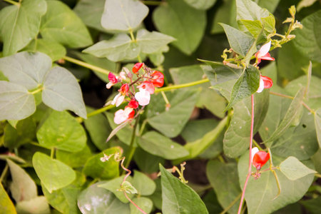 Red flowers of curly beans on the background of green leaves