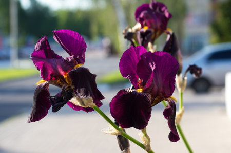 Dark purple burgundy bearded irises close-up. A variety of garden flowersの写真素材