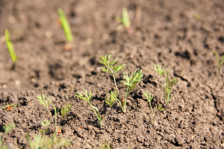 Young shoots of dill on the ground in sunlight, soil texture. Cultivation of herbs in agricultureの写真素材