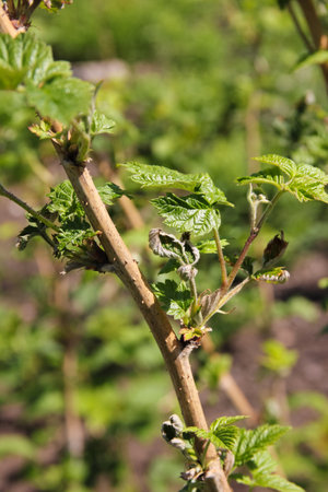 Raspberry branch with fresh green sprouts and leaves in spring garden in sunlight, on blurry...