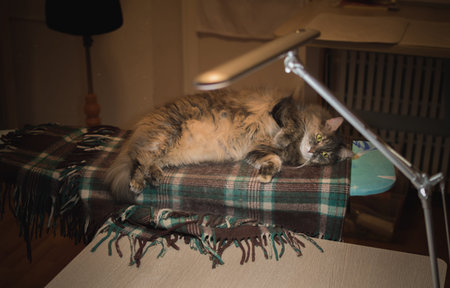 Tired fluffy gray Siberian cat lying down resting on plaid blanket under lamp in home studio